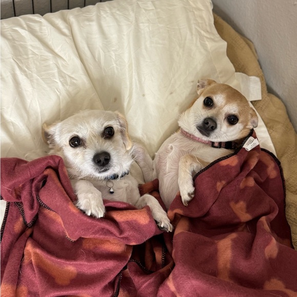 Meet your Posher, Sherrie - Picture 3 of 4